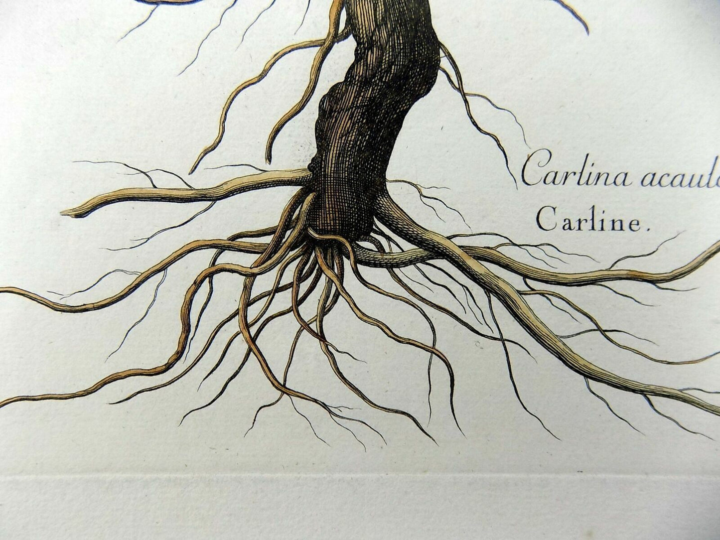 1720 Carlene Thistle, Nicholas Robert (b1610), 54 cm, botanica, rarissimum!!