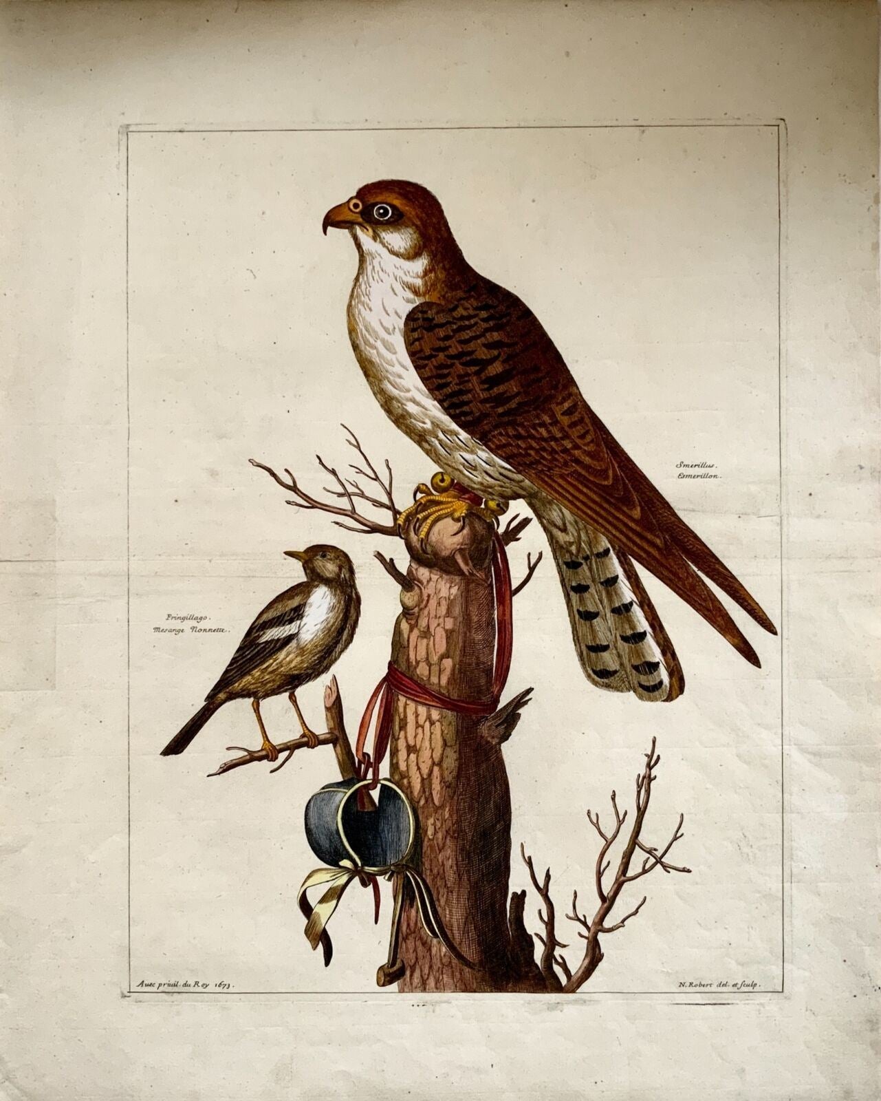 1673 Nicola Roberto (1610-1684); Merlin Finch Birds 46,5 cm - Incisione magistrale