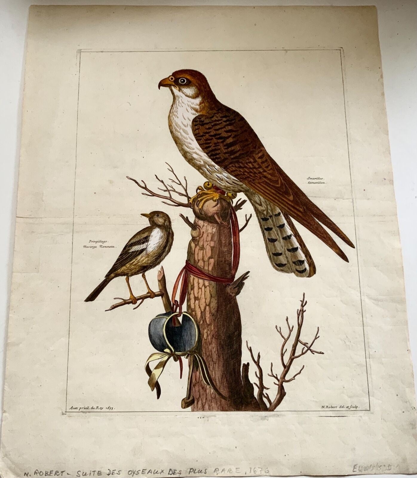 1673 Nicolas Robert (1610-1684) ; Merlin Finch Birds 46,5 cm - Gravure de maître