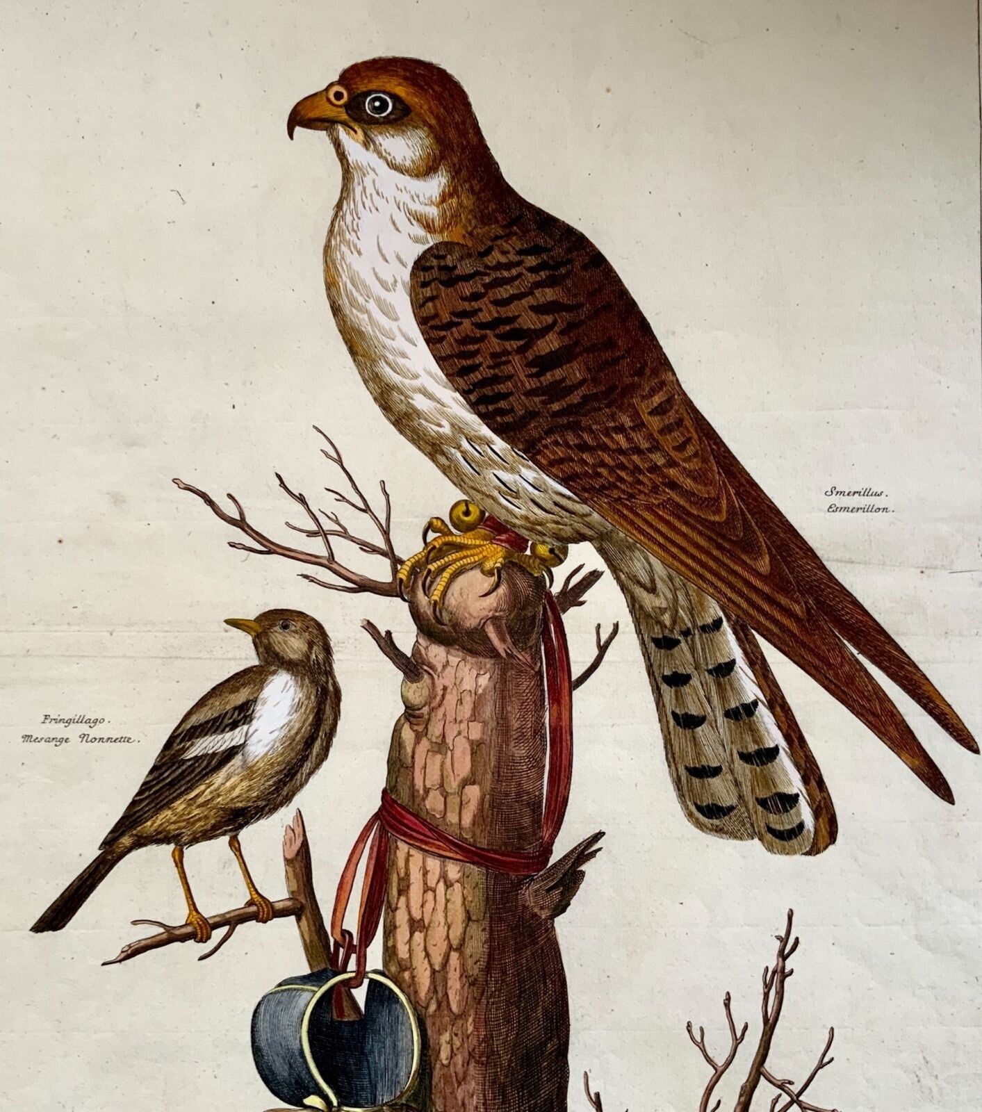 1673 Nicolas Robert (1610-1684) ; Merlin Finch Birds 46,5 cm - Gravure de maître