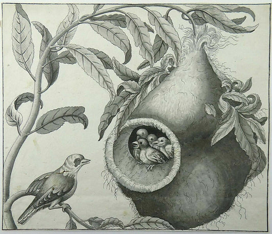 vers 1790 Torcol fourmilier avec nid suspendu, crayon et encre de Chine, anonyme,