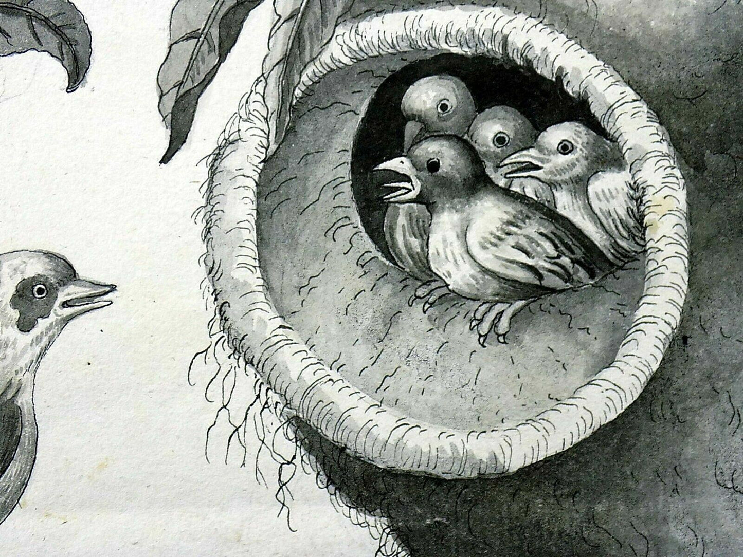 c 1790 Wryneck with hanging nest, pencil and Indian ink, anonymous,