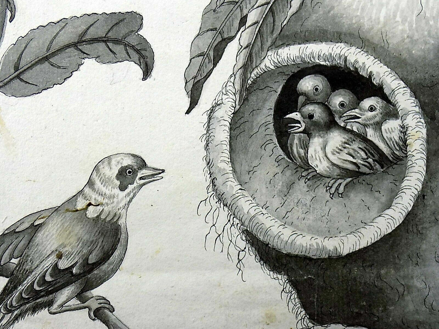 c 1790 Torcicollo con nido sospeso, matita e inchiostro di china, anonimo,