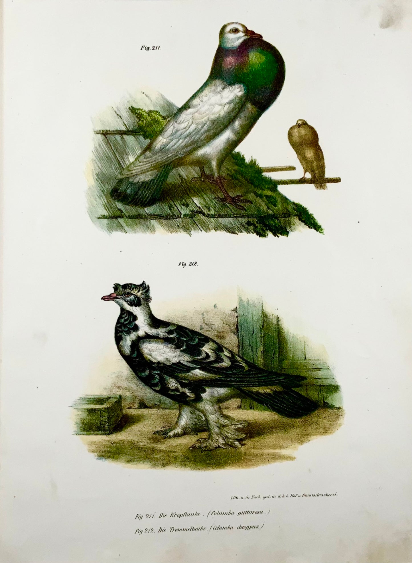 1860 PIGEONS - Birds - Fitzinger FOLIO colour lithograph with hand colour