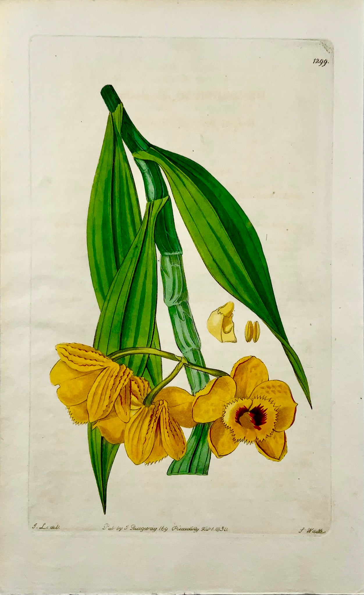 1830 Orchid, S. Watts, copper engraving, fine original hand colour, botany