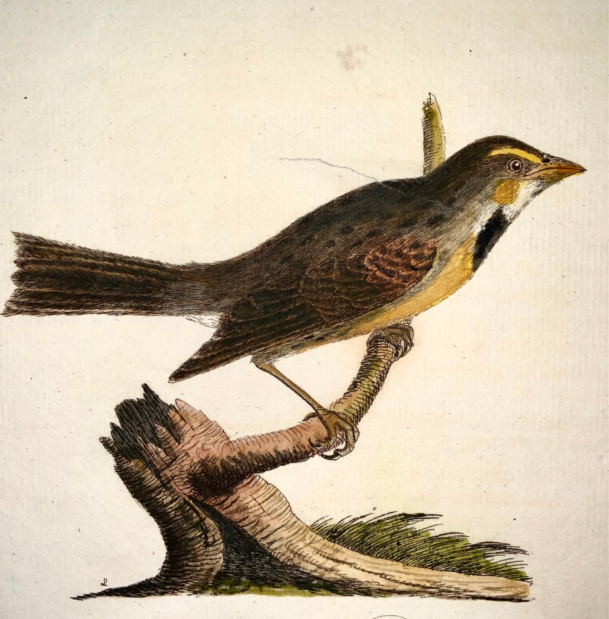 1785 John Latham - Synopsis - BUNTING - hand coloured - Ornithology