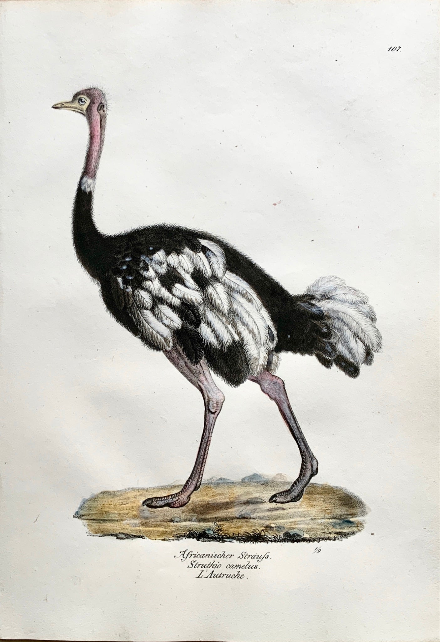 1830 OSTRICH African Ornithology - Brodtmann hand coloured FOLIO lithography