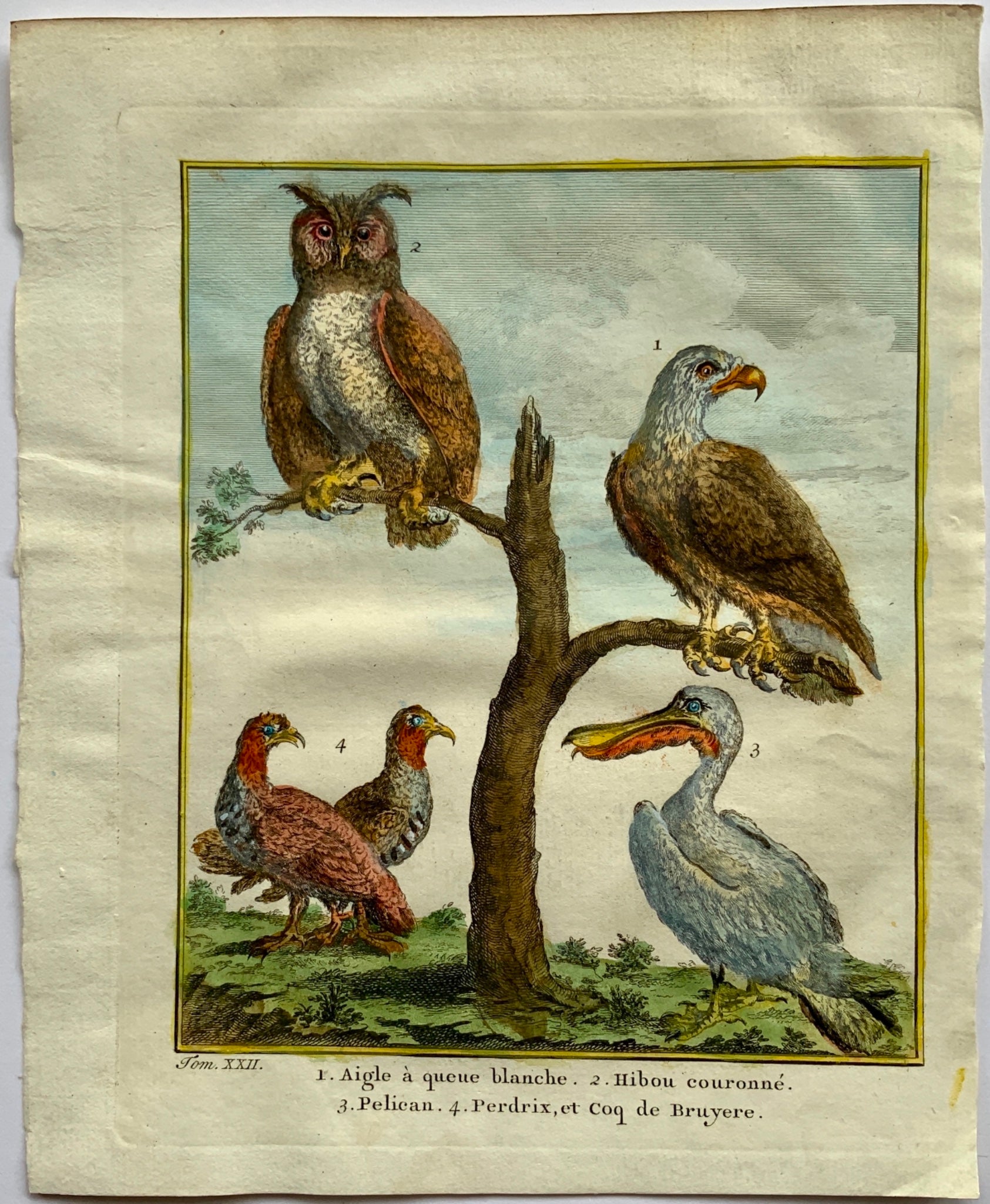 1750 Prevost - White Tailed Eagle Crowned Owl Pelican Partridge - Ornithology