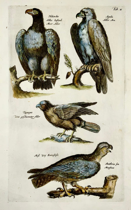 1657 Uccelli rapaci, aquile - Folio opaco MERIAN Incisione colorata a mano - Ornitologia