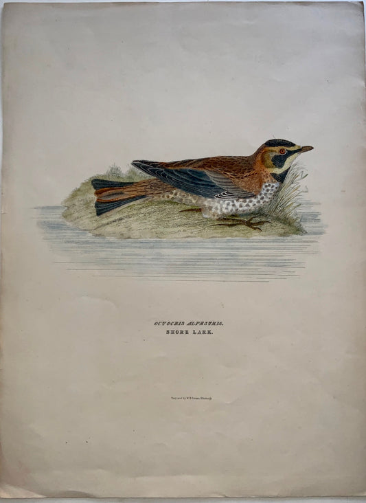 1846 SHORE LARK Ornithology - Brown hand coloured Large Folio (36cm)
