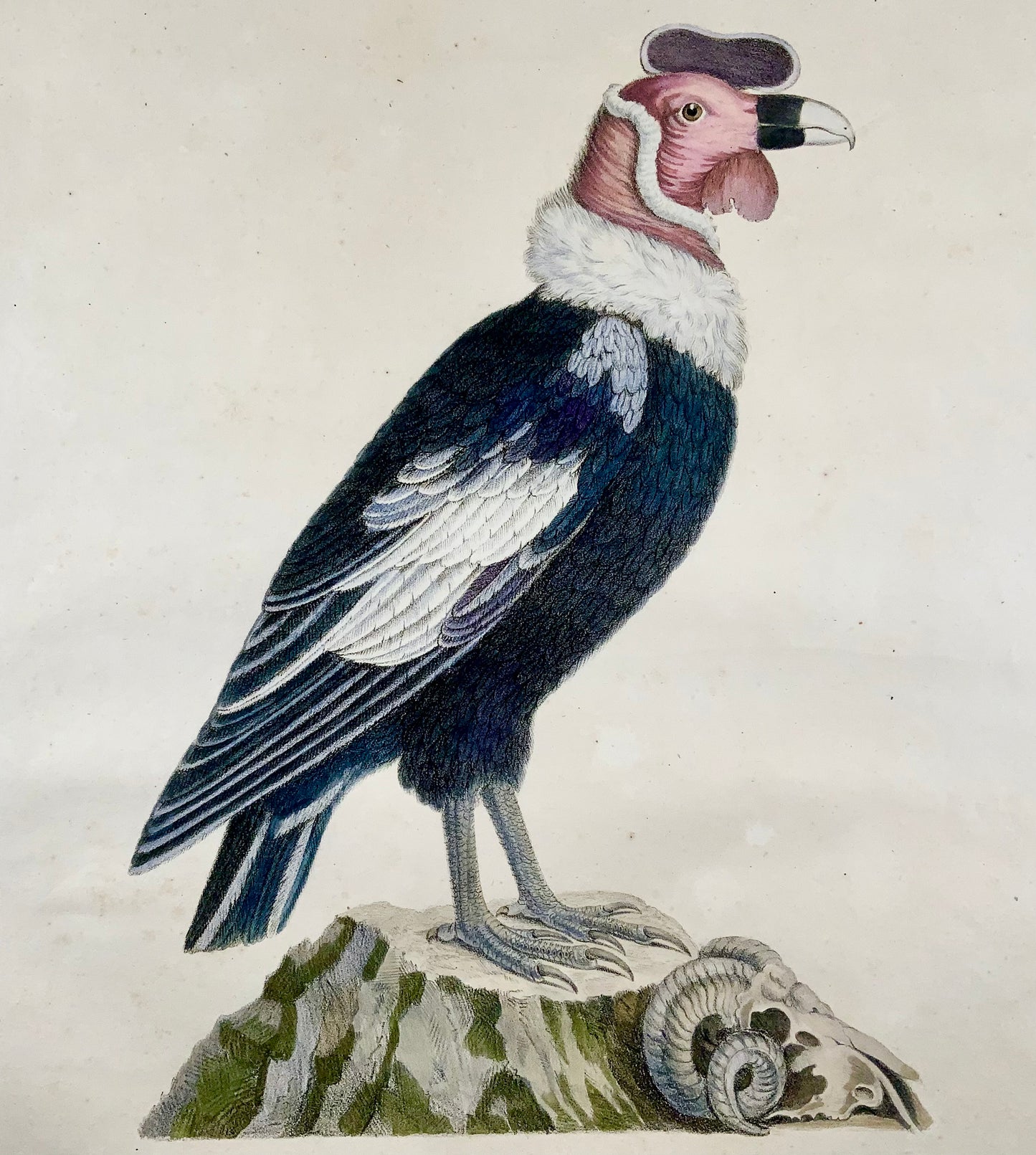 1816 Condor; K. Jos. Brodtmann, imp. folio 42,5 cm 'Incunaboli della litografia', ornitologia
