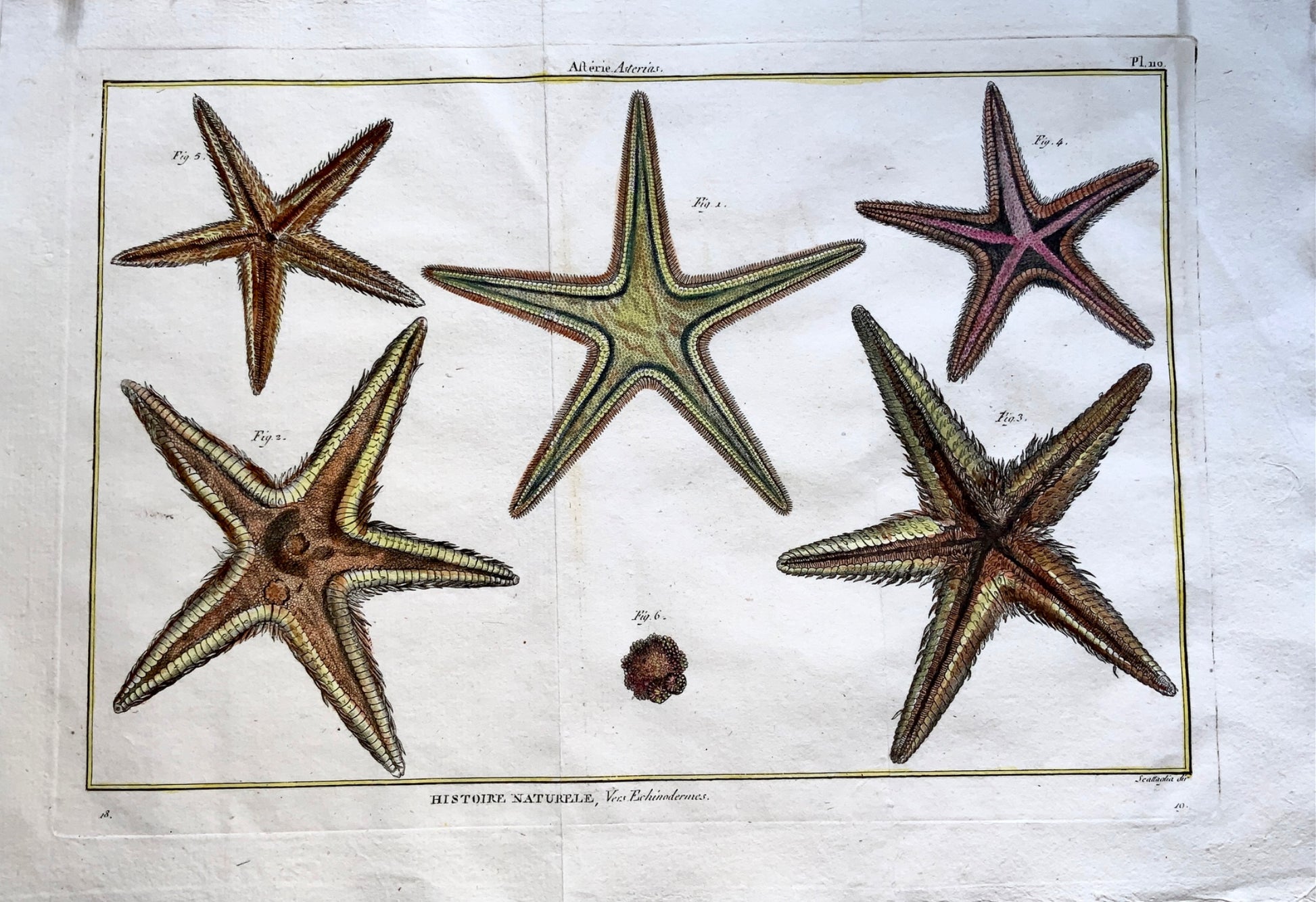 1789 Scattaglia - Sea Star STARFISH Asterias 43cm - Hand colour - Marine Life