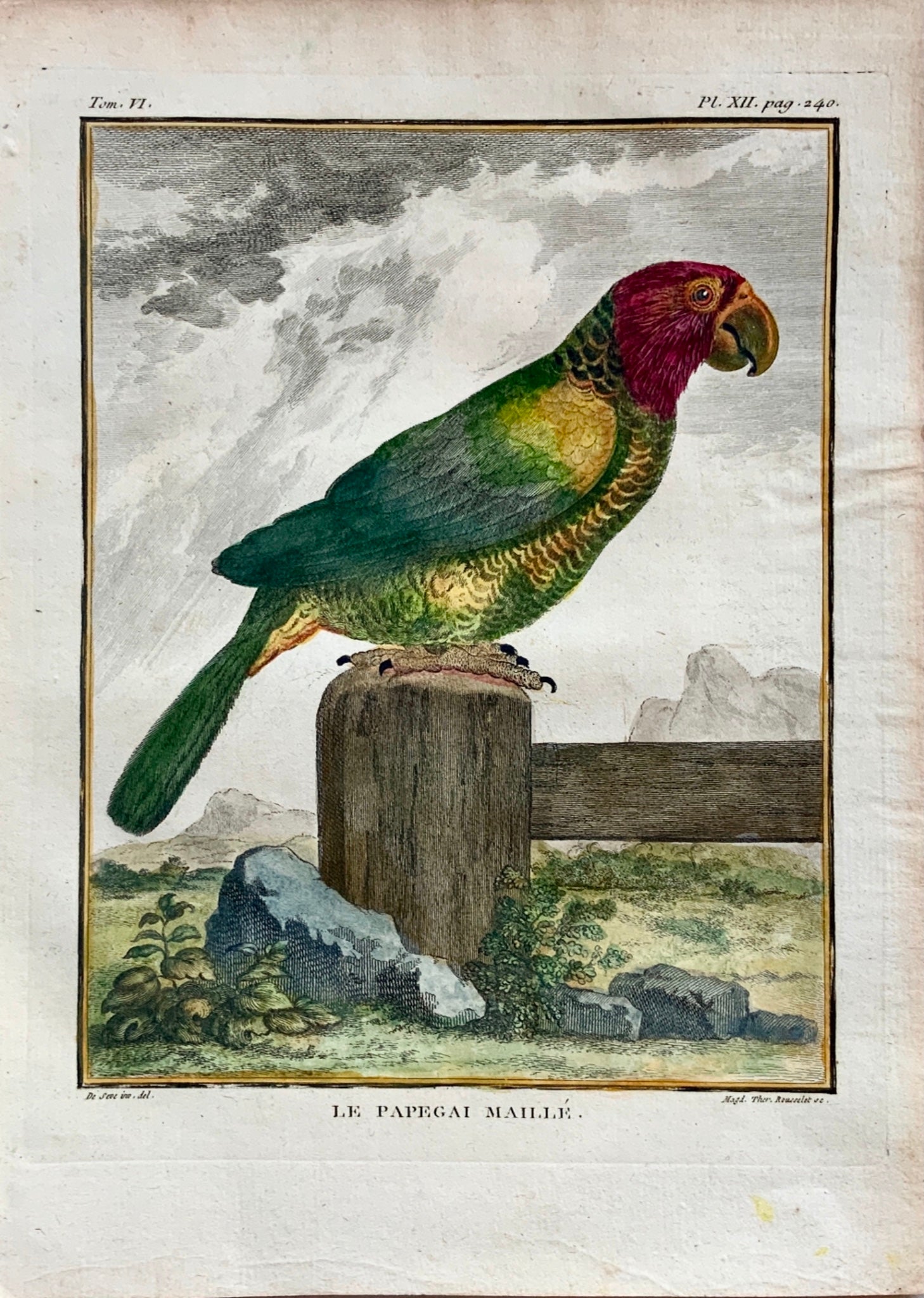 1779 Rousselet after Jacques de Seve Red-fan PARROT Ornithology - 4to engraving