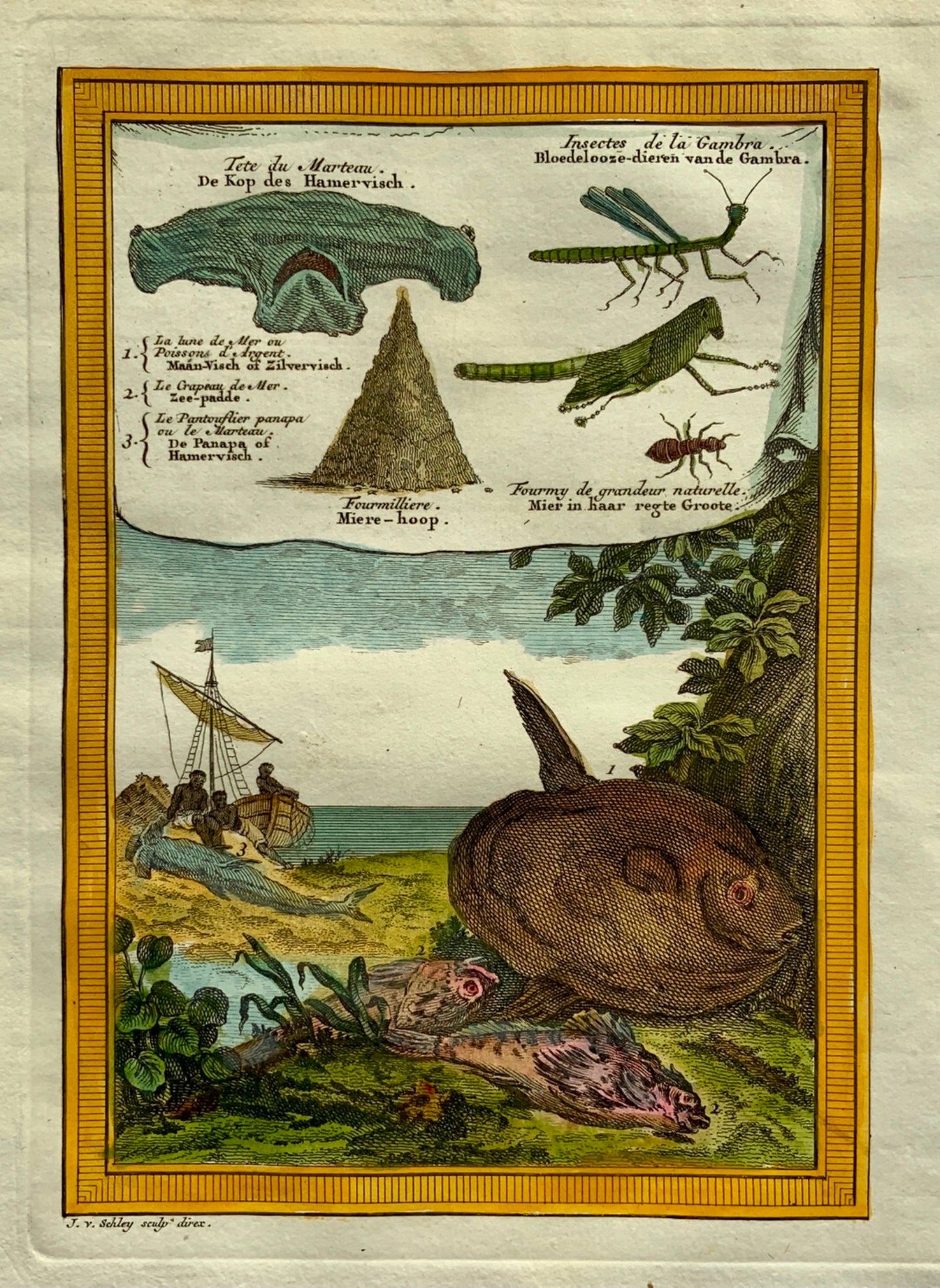 1750 Schley - West Africa - Sunfish, Hammerhead Shark, Insects - Travel - Zoology