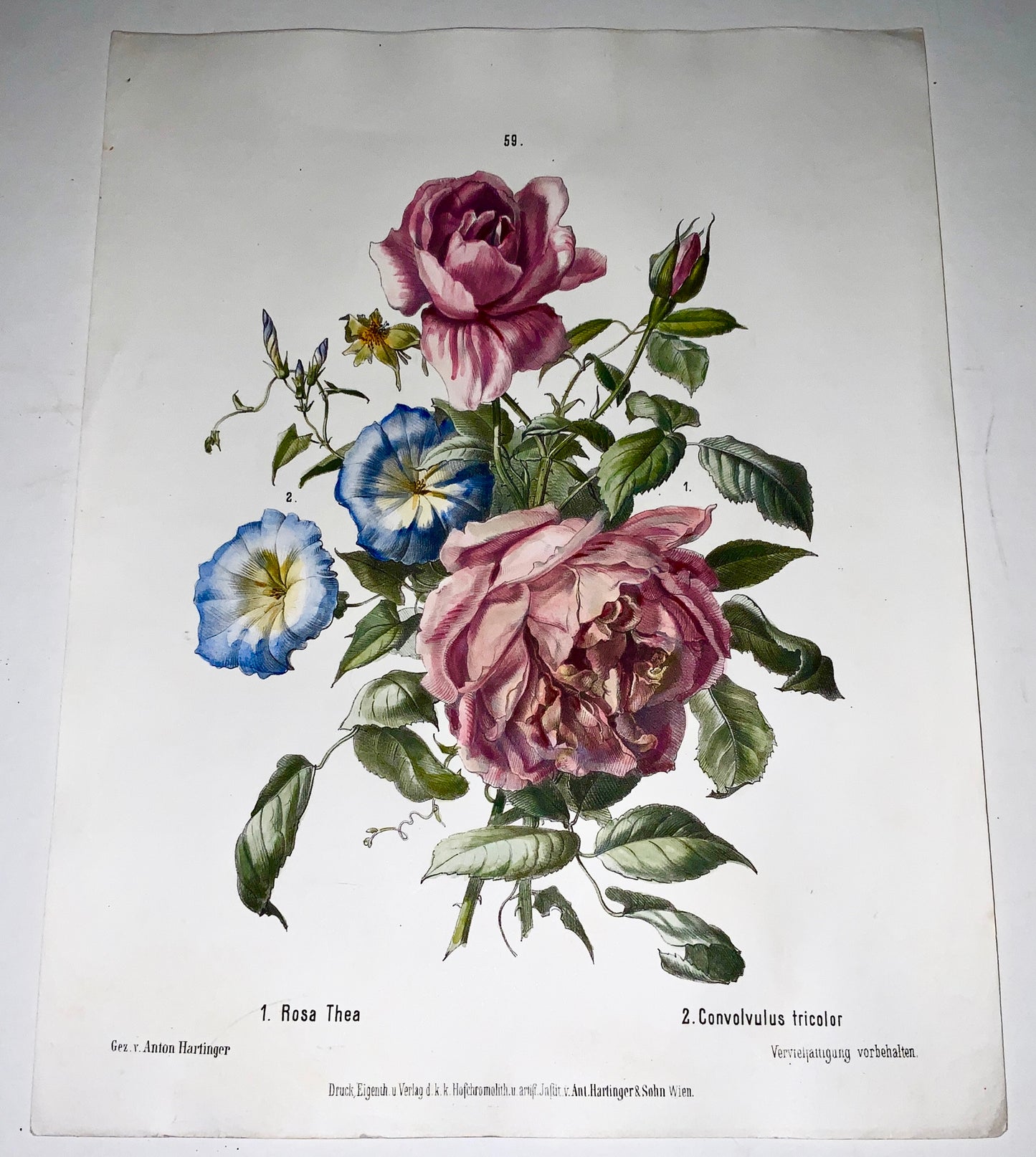 1860 c Anton Hartinger (b1806) ROSE THEA Stone Lithograph hand coloured. Folio. Botany