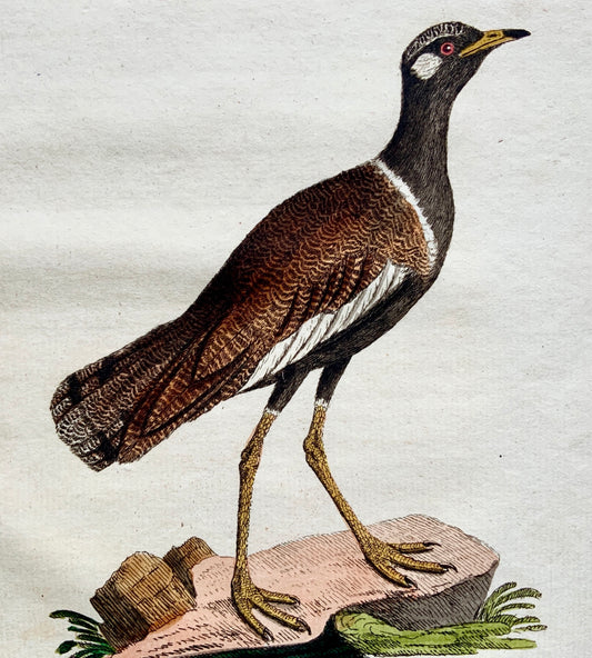 1785 John Latham - Synopsis - White-Eared BUSTARD Ornithology - hand coloured