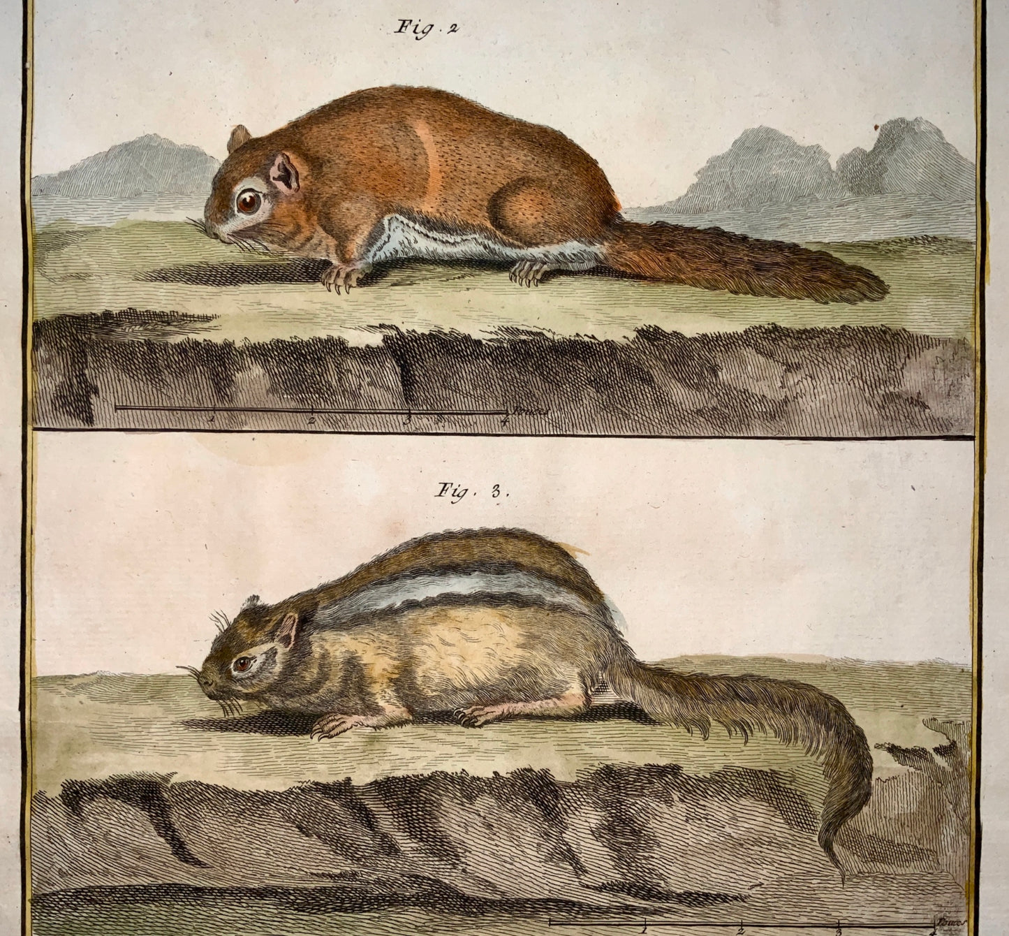 1751 Martinet - Bat, Squirrel, Suisse - hand coloured - Large Folio 39 cm - Zoology