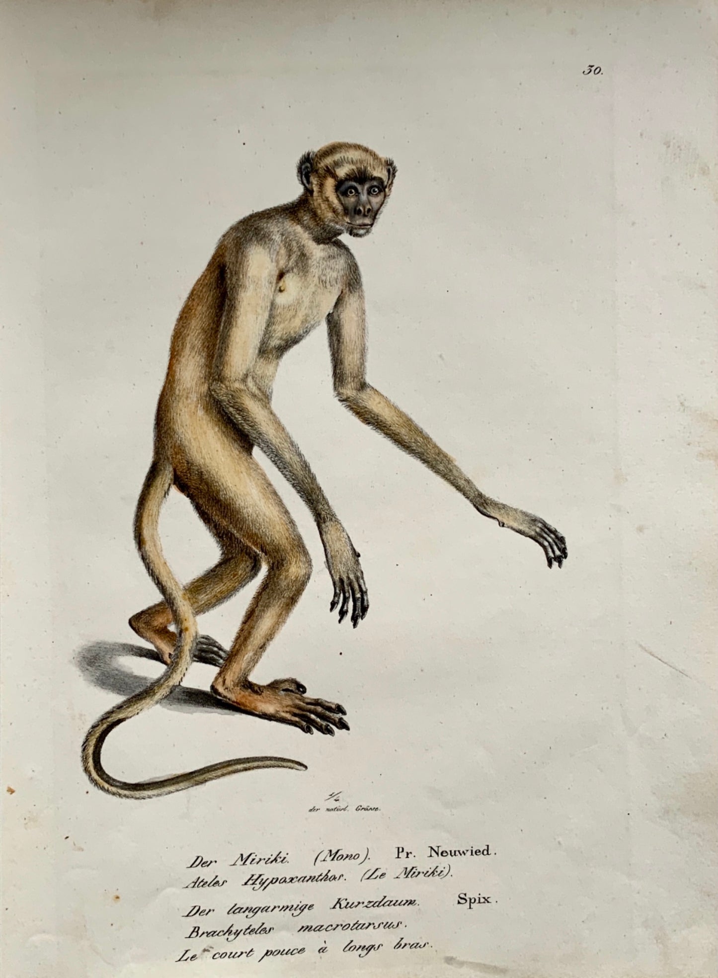 1824 Miriki Monkey - Mammals - K.J. Brodtmann hand colored FOLIO lithograph