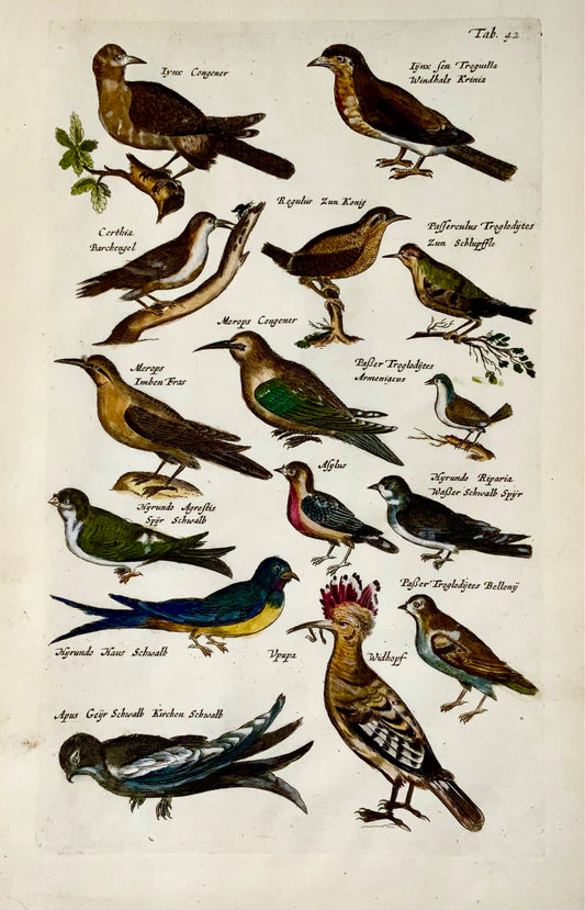 1657 Upupa, gruccioni, passeriformi, uccelli, Matt. Merian, incisione in folio colorata a mano