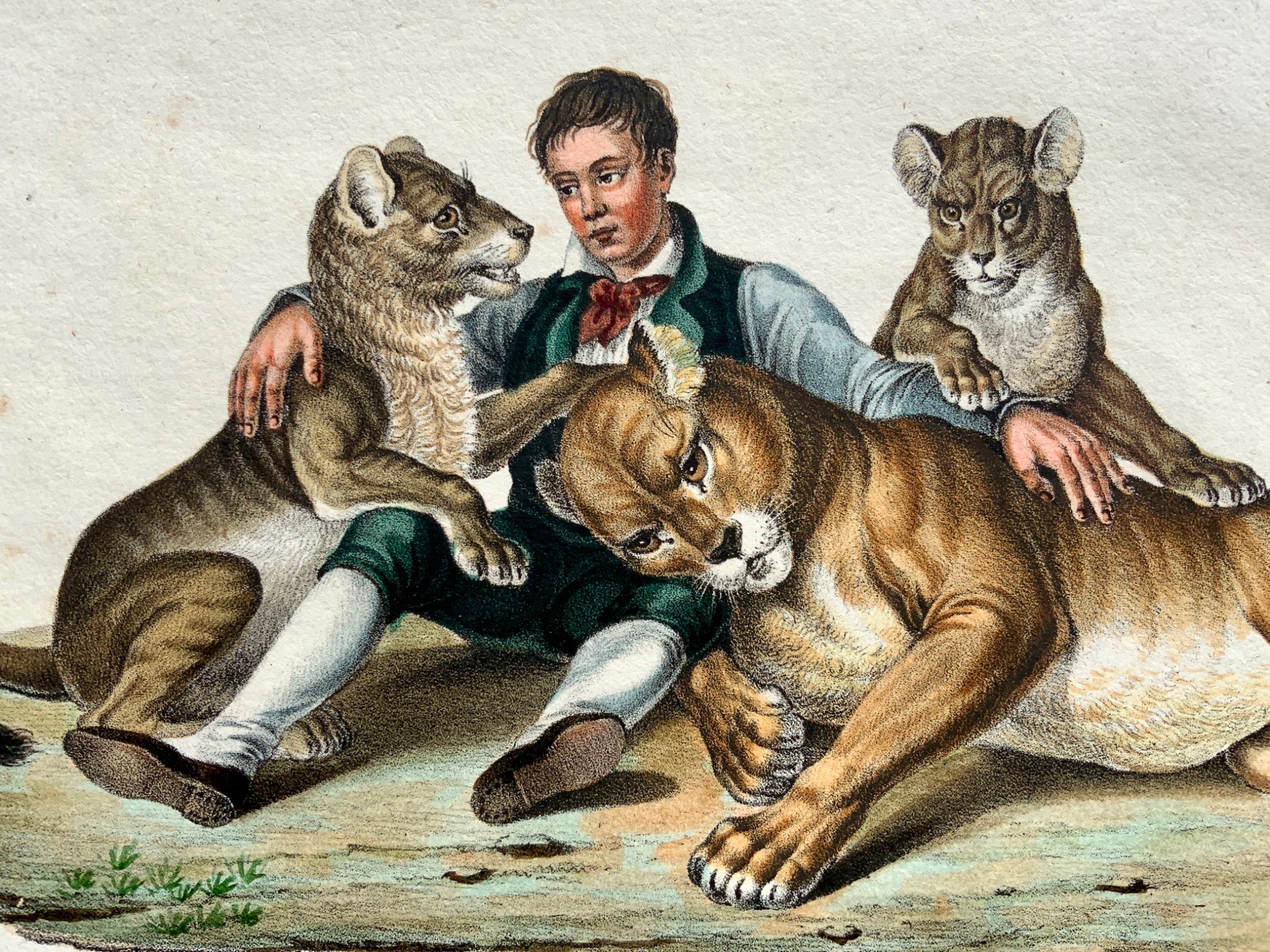 1824 Lioness Cubs & Keeper, Mammals - K.J. Brodtmann hand colored FOLIO lithograph