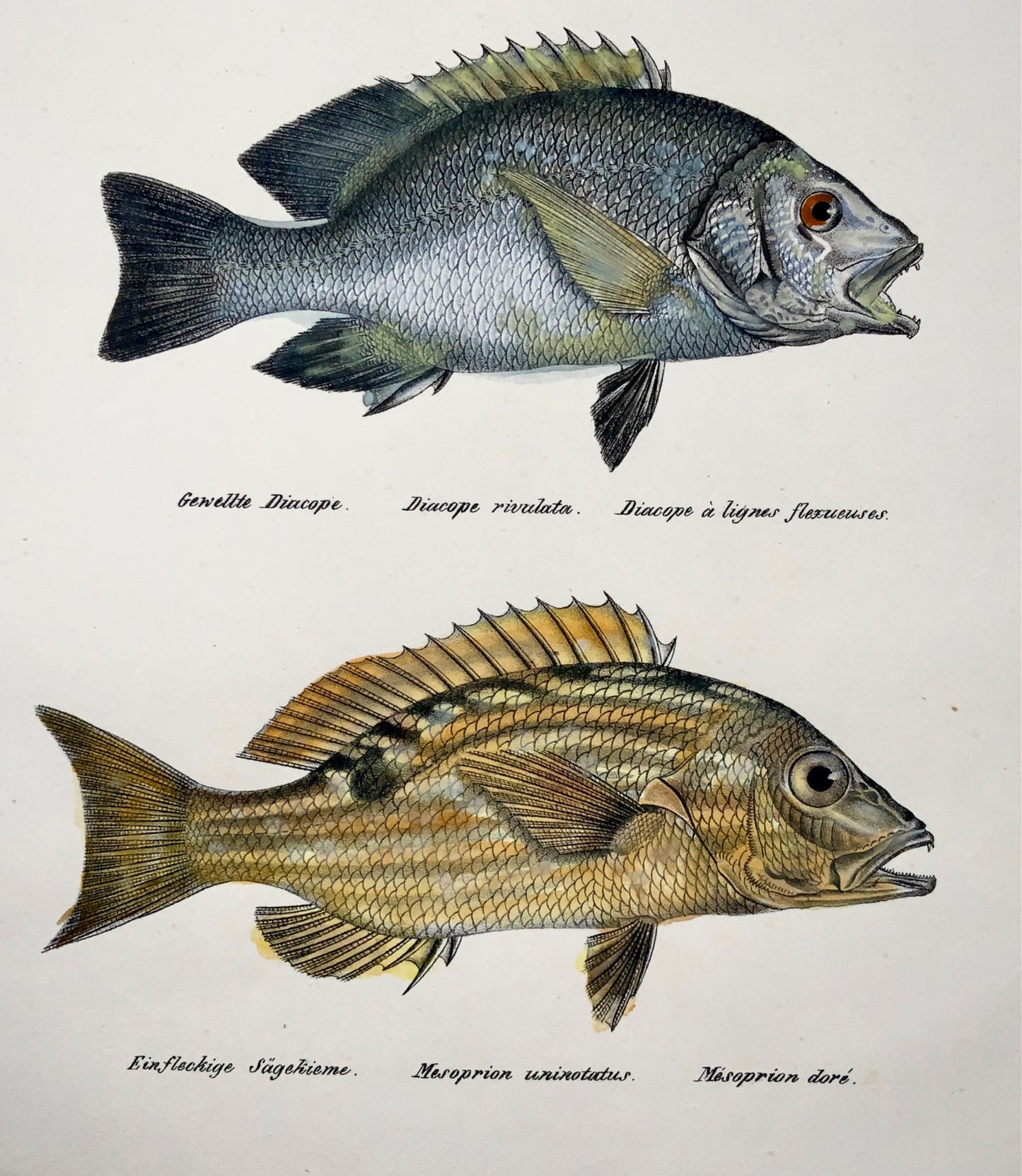 1833 H. Schinz (1777-1861) SEA BREAM Snapper Ruffe Fish - Handcol. lithograph