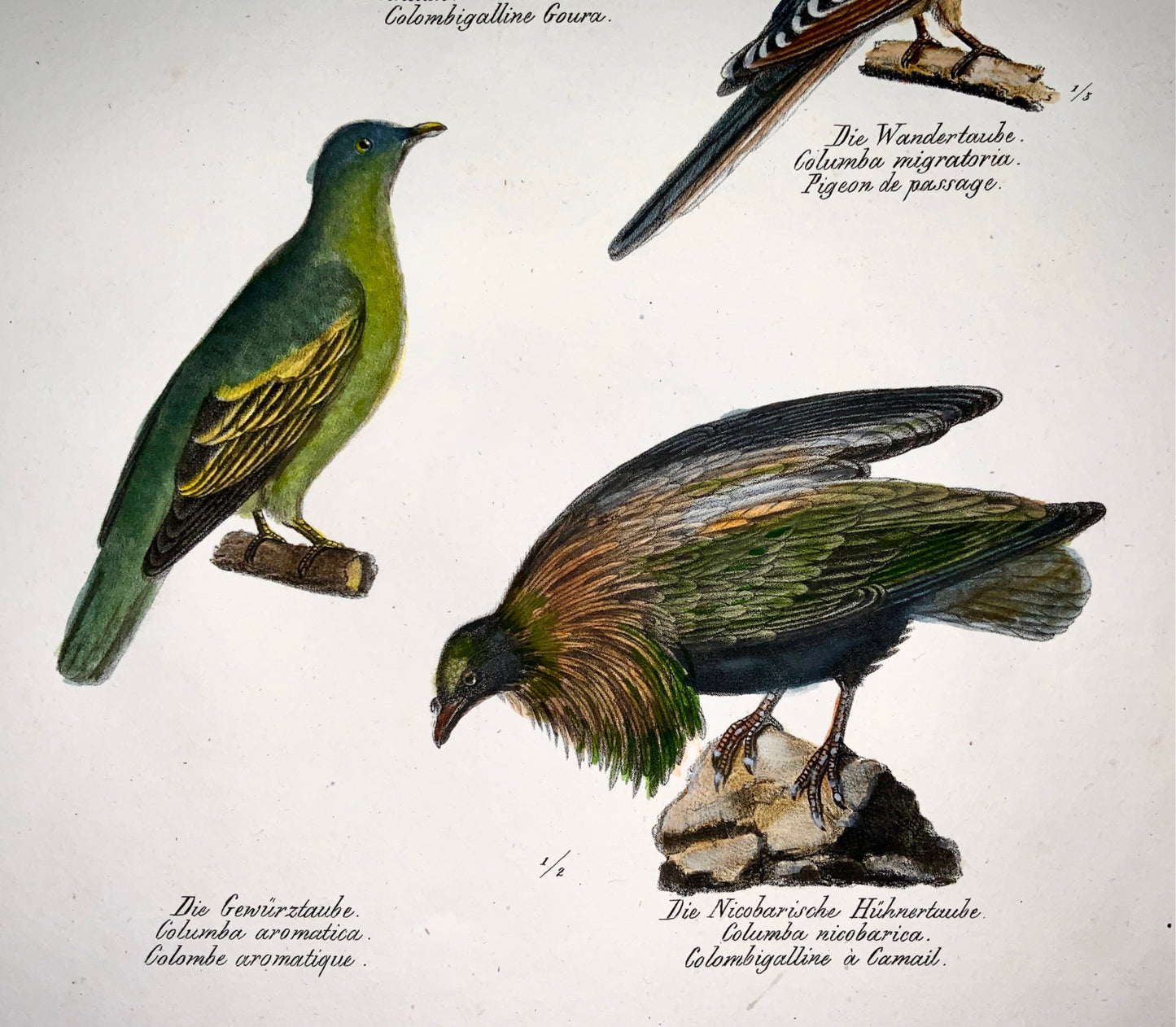 1833 H.R. Schinz (1777-1861) - PIGEONS Doves - Hand colour stone lithograph - Ornithology