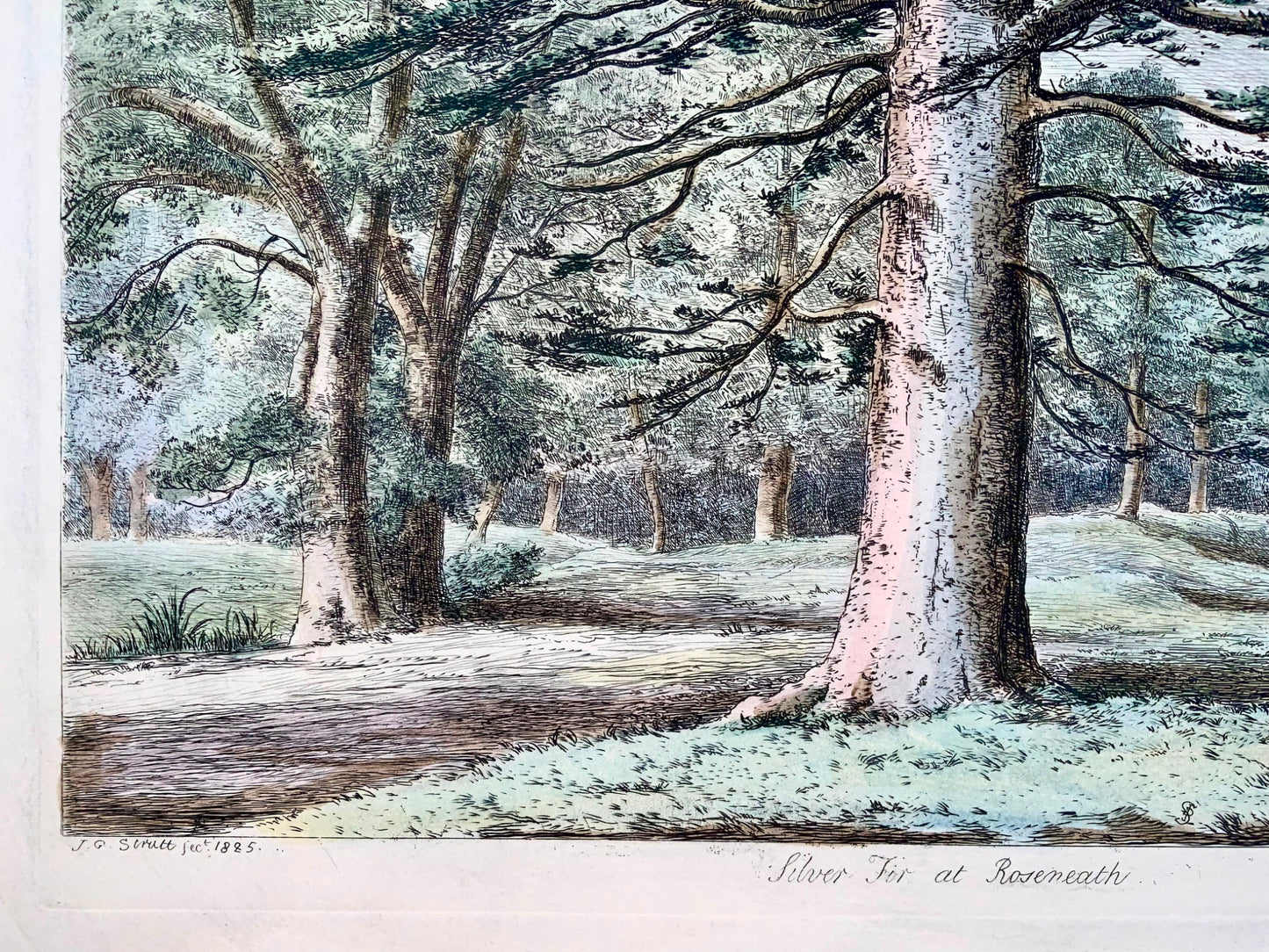 1826 Silver Fir, Pine, Jacob Strutt, Imp. Folio 55 cm, etched, hand colour, dendrology