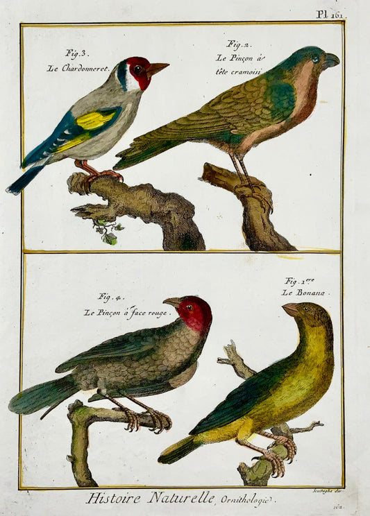 1790 Cardellino, fringuello, rigogolo, Scattalia, incisione colorata a mano in quarto, ornitologia