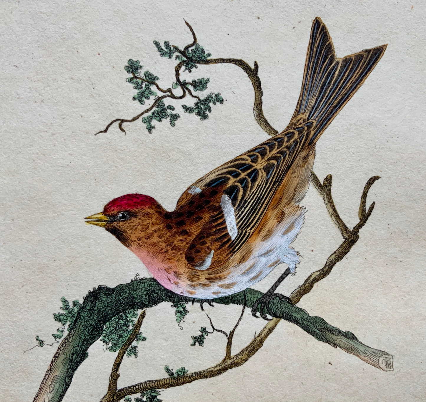 1794 Edward Donovan - LESSER LINNET Ornithology - exquisite hand coloured copper engraving