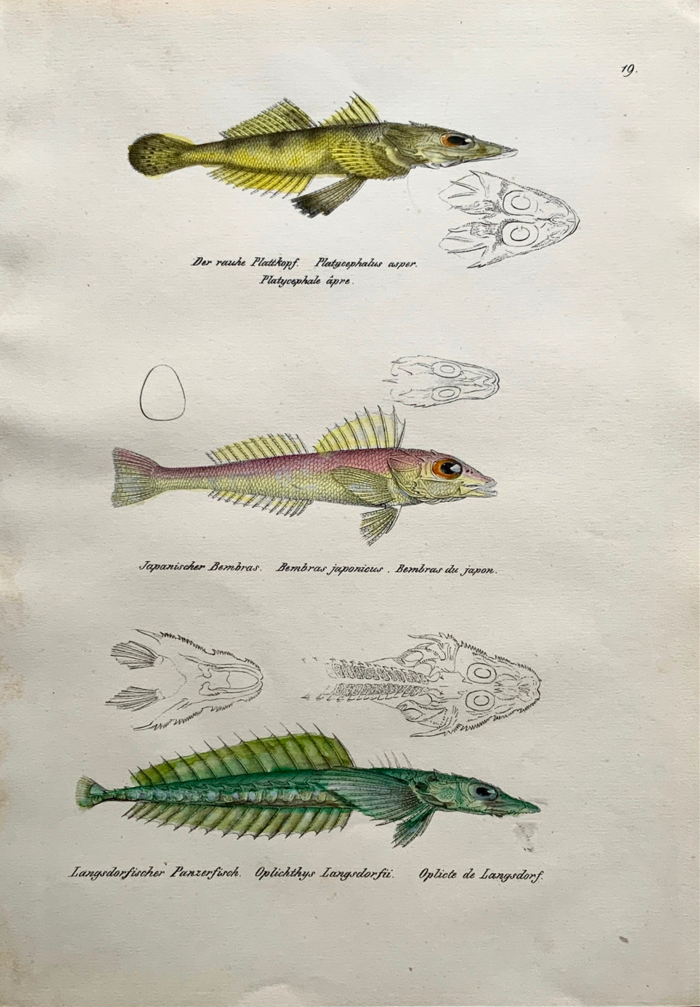 1833 H. Schinz (1777-1861) FLATHEADS Platycephalus Fish Hand colour lithograph