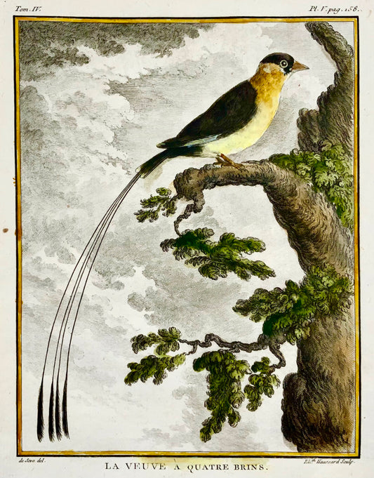 1779 de Sève - Veuve à quatre brins - Ornithologie - Gravure in-4 grande édition