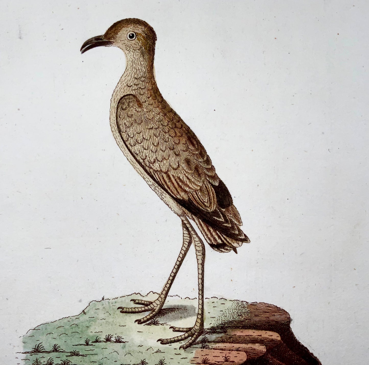 1793 John Latham, Plover, ornithology, rare quarto, hand col. copper engraving