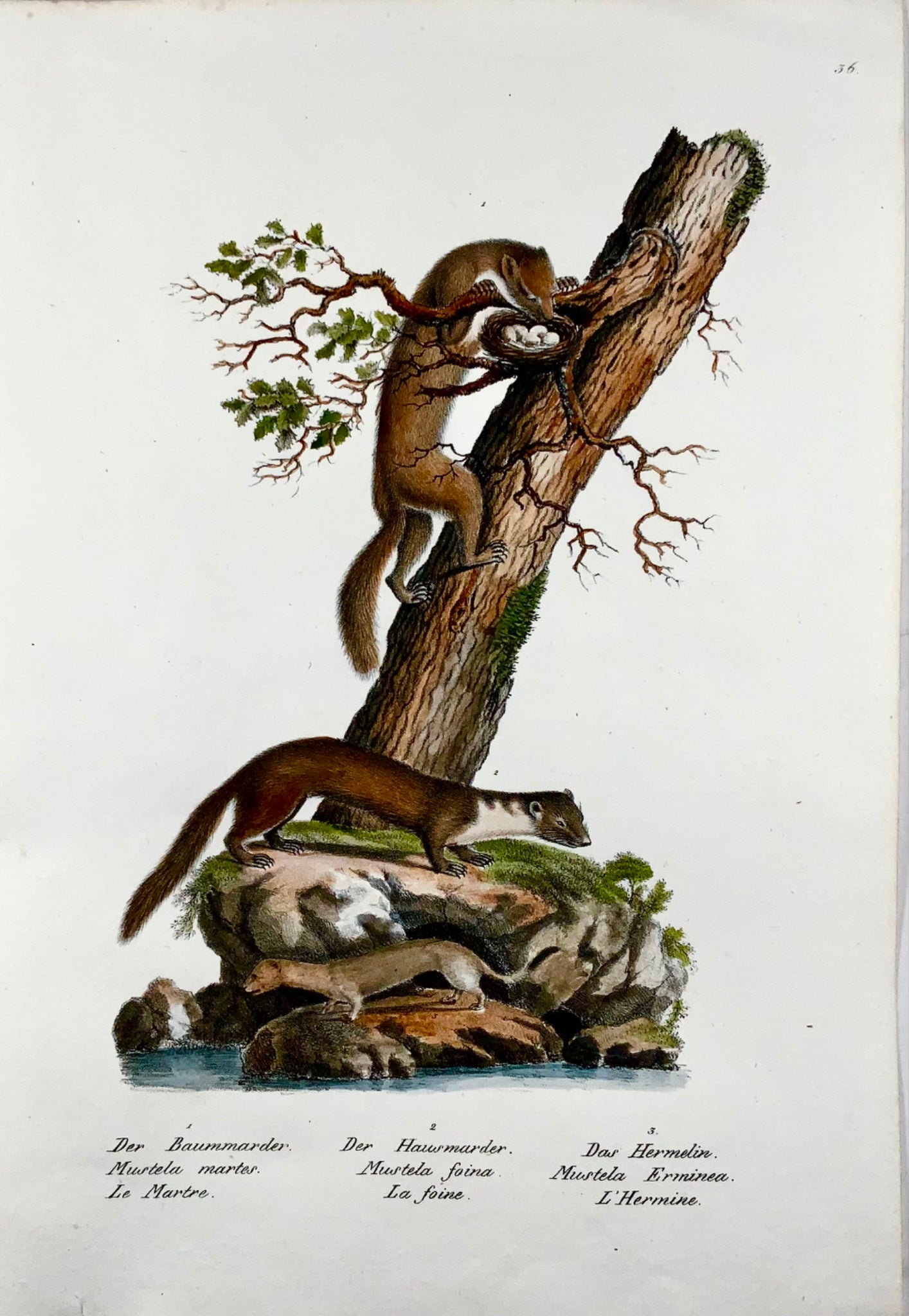 1830 Donnola, Mustela, Mammiferi, Schinz, colorati a mano, folio, litografia