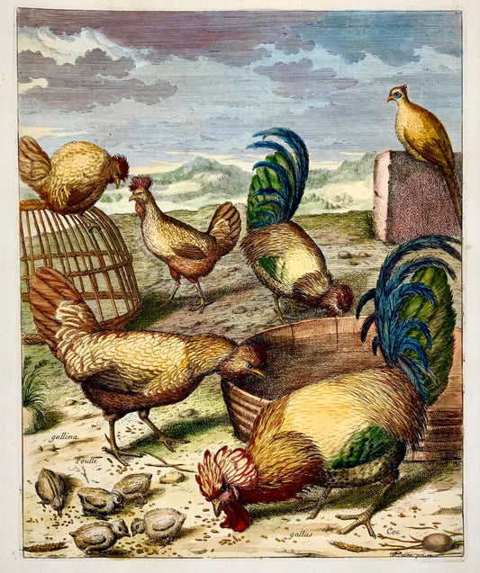 1673 Polli, pollame, Nicolas Robert, incisione su folio colorata a mano