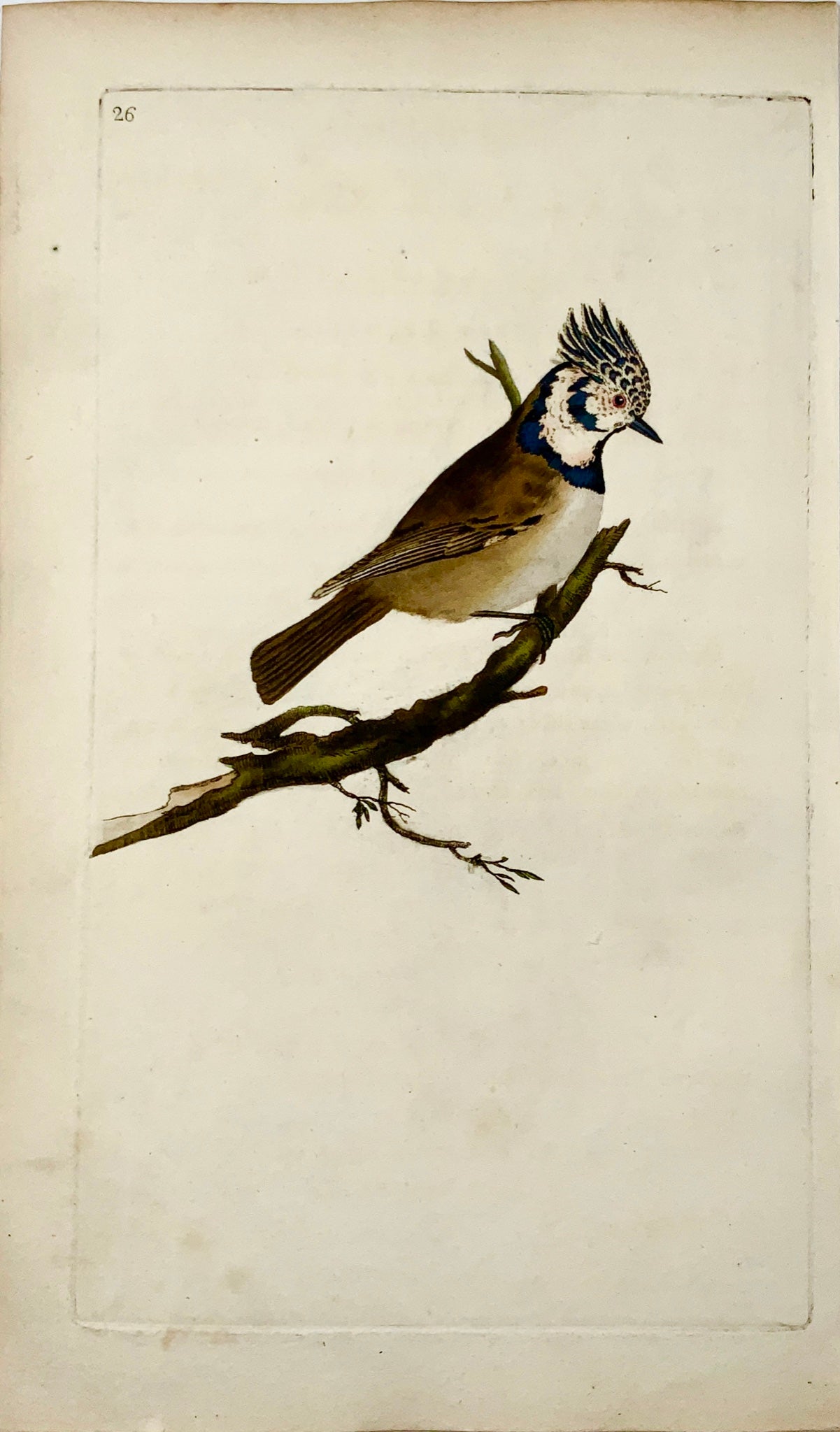 1794 Edward Donovan - TITMOUSE Ornithology hand coloured copper engraving