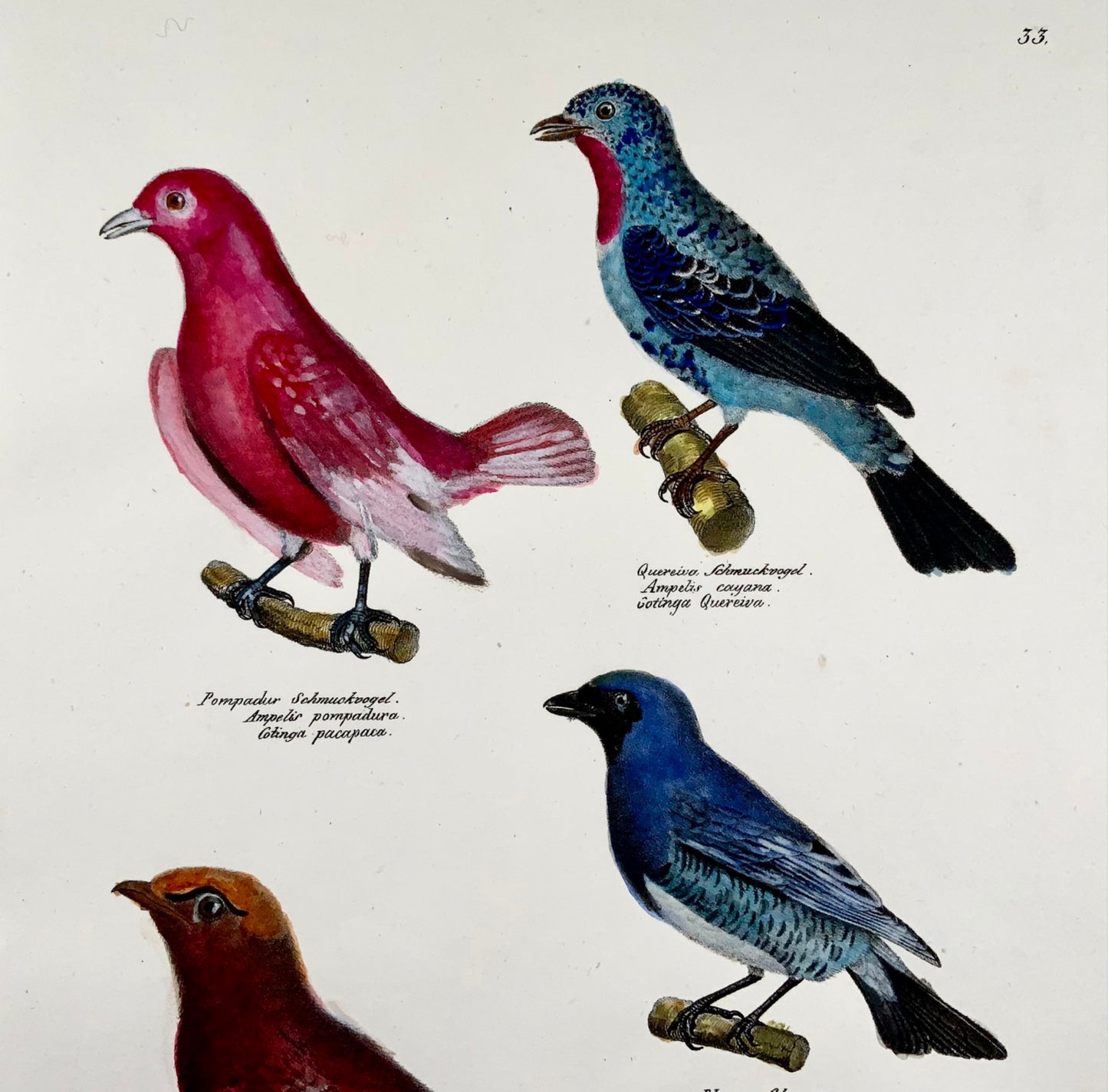 1830 Waxwings Songbirds - Ornitologia Brodtmann litografia FOLIO colorata a mano