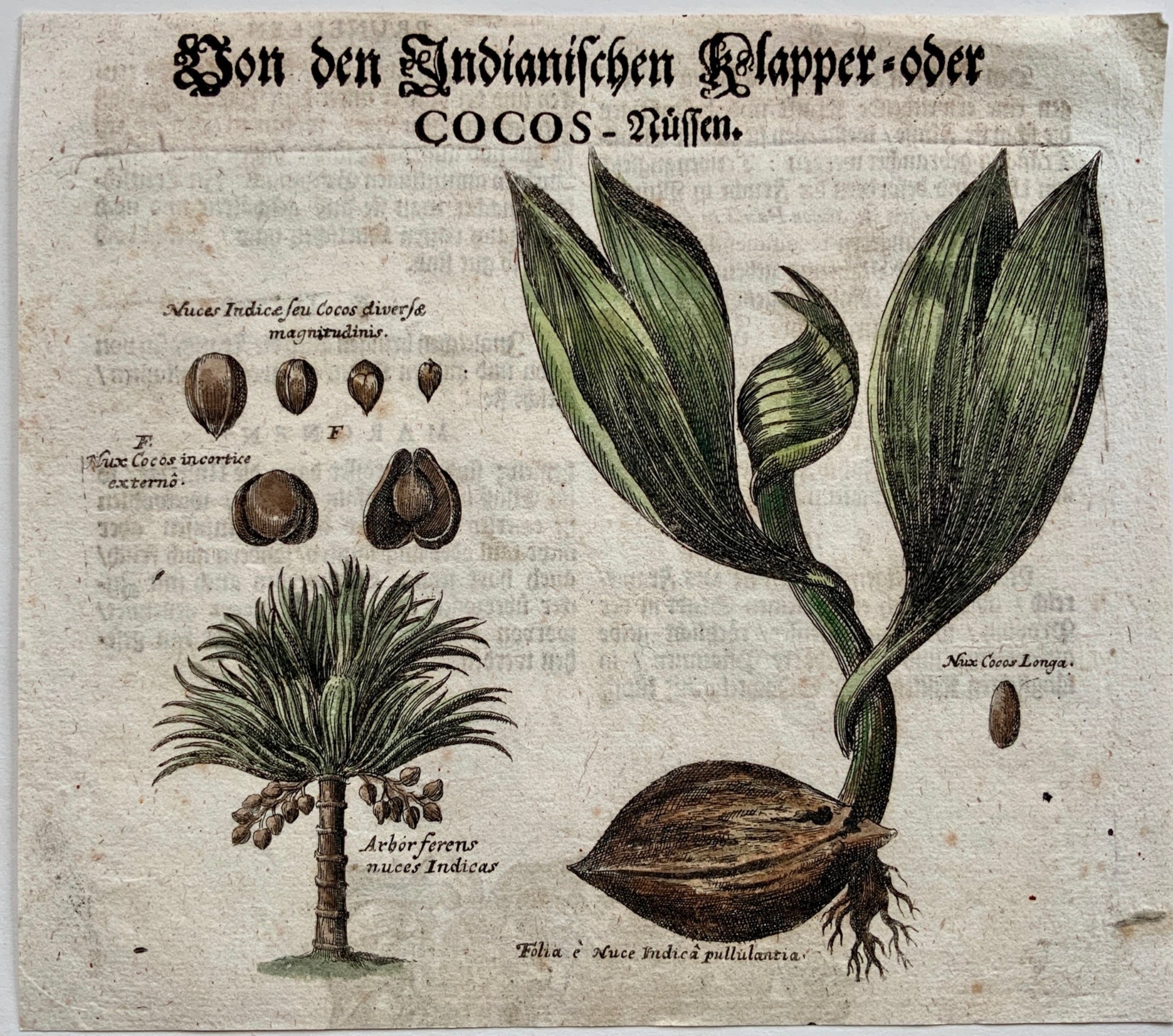 1704 COCONUT Fruit Botany - M. Valentini (1657-1729) - copper engraving