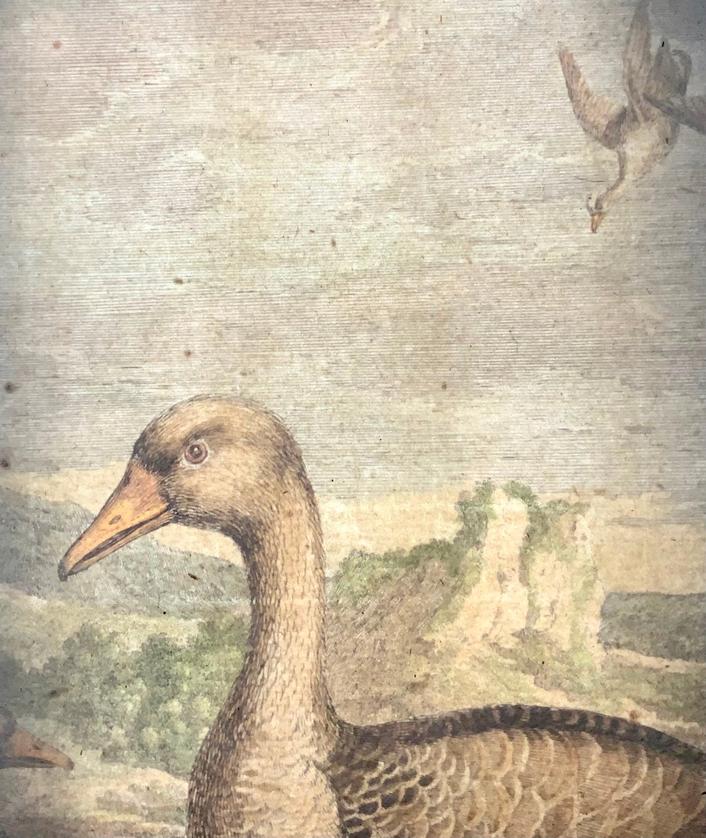 1673 Oies, Nicolas Robert (né en 1614), ornithologie, grande gravure in-folio en couleur à la main