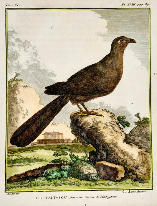 1779 de Sève - COUAS - Ornithologie - Gravure in-4 grande édition