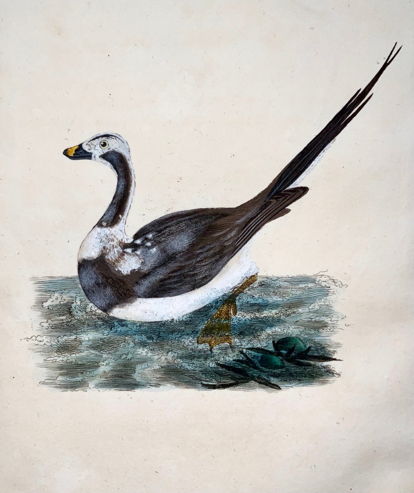 1794 Edward Donovan - LONG TAILED DUCK Ornithology - exquisite hand coloured copper engraving