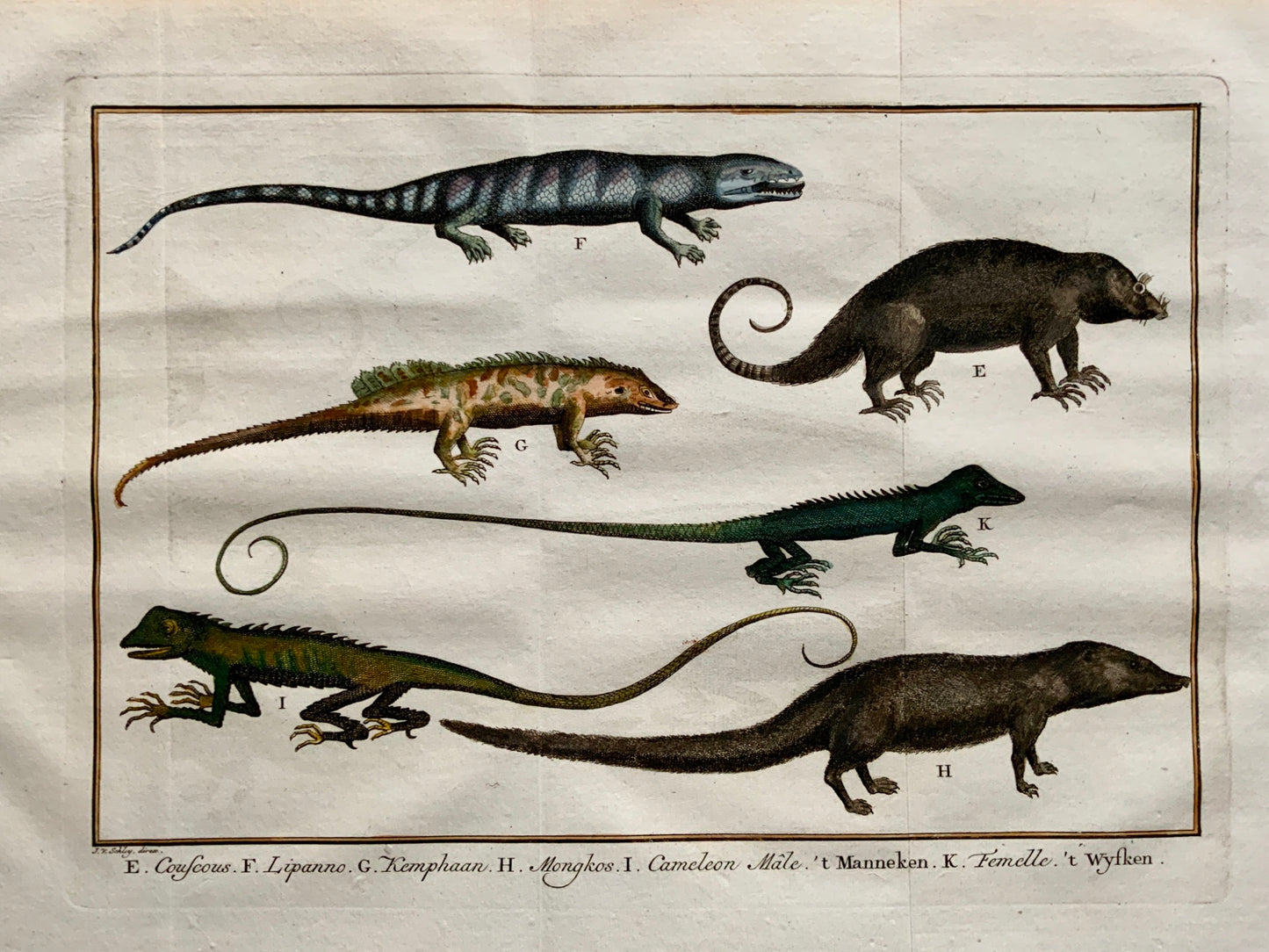 1763 J. Schley - Reptiles Lizards: Chameleon Mongoose Monitor Sailfin copper engraving