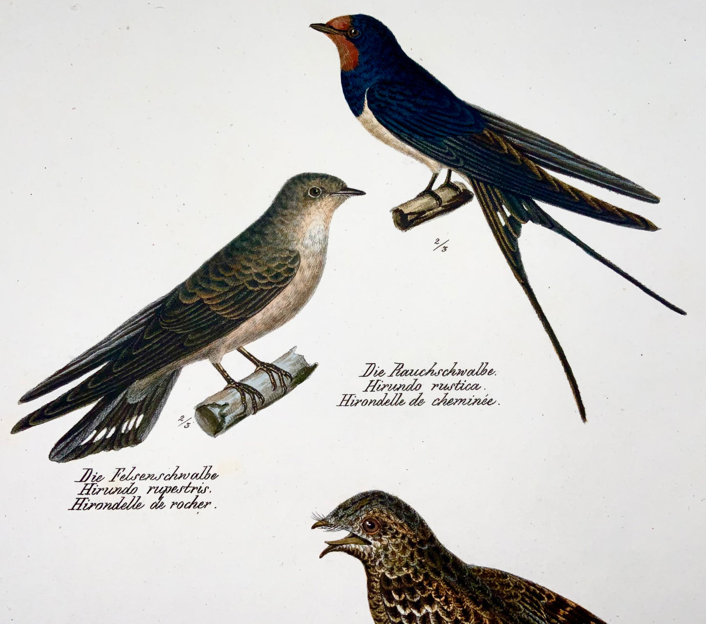 1830 RONDINI, Uccelli - Ornitologia Litografia FOLIO colorata a mano di Brodtmann