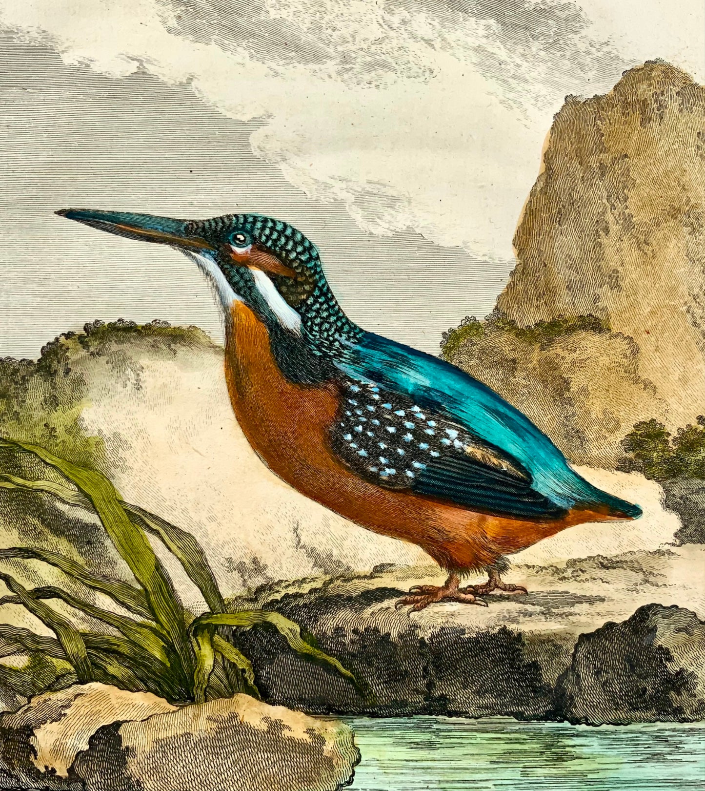 1775 Kingfisher, fine quarto hand colored copper engraving, Ornithology