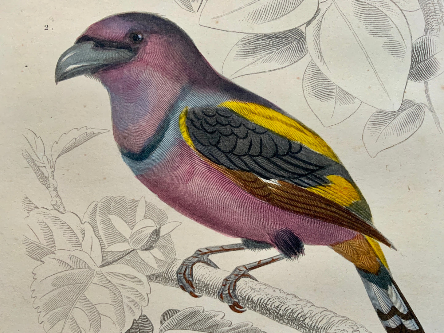 Edouard Travies [1809-1876] Todier Broadbill  original hand colour - Ornithology