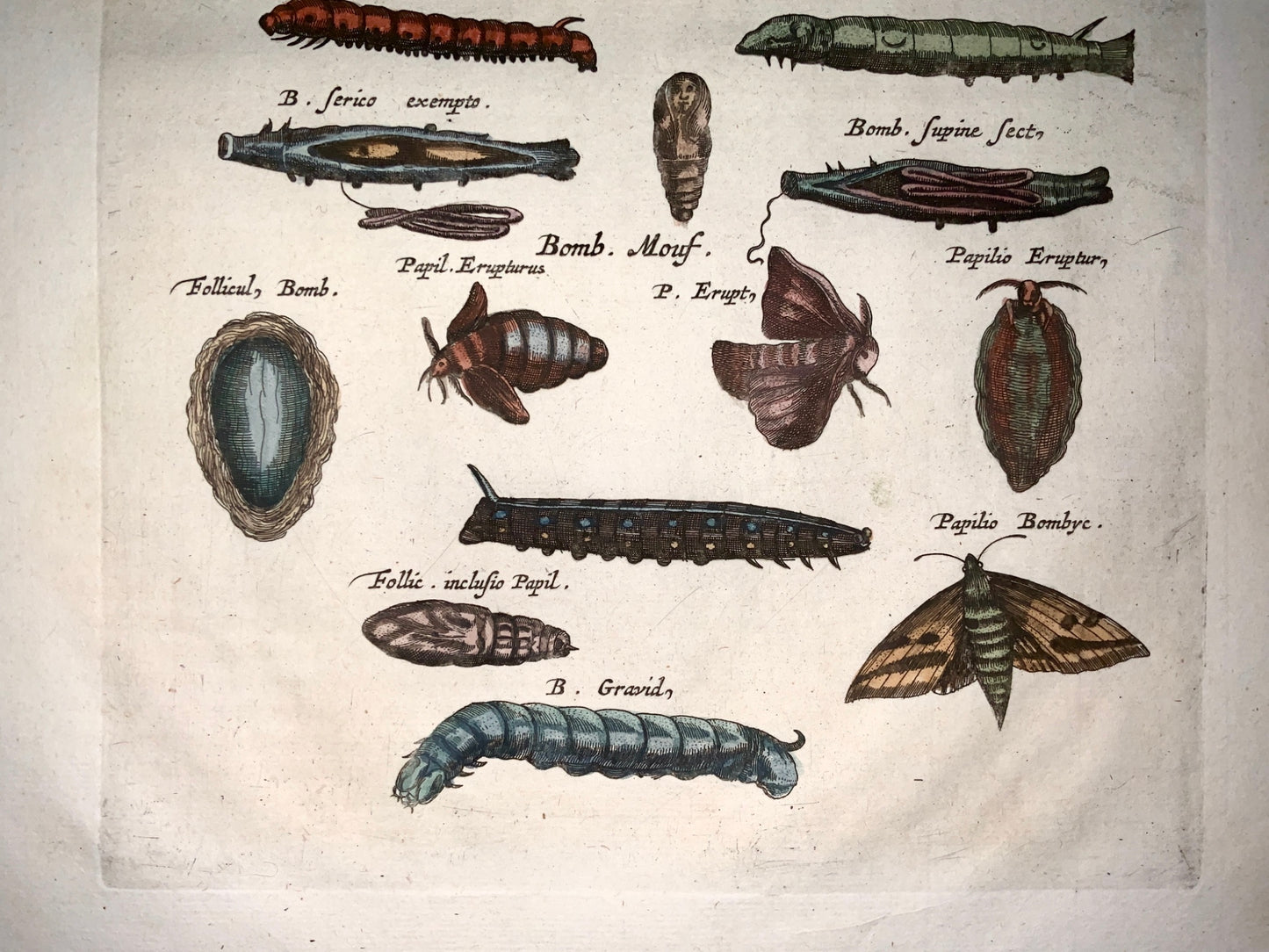 1657 Larvae Silk Worms Moths - Matt. MERIAN Folio Handcolored Engraving - Insects