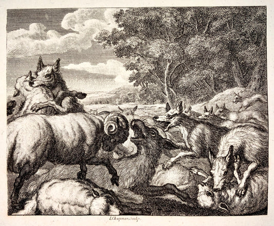 1780 ca. L. Chapmann sclp - I lupi e le pecore - incisione su rame - Favola