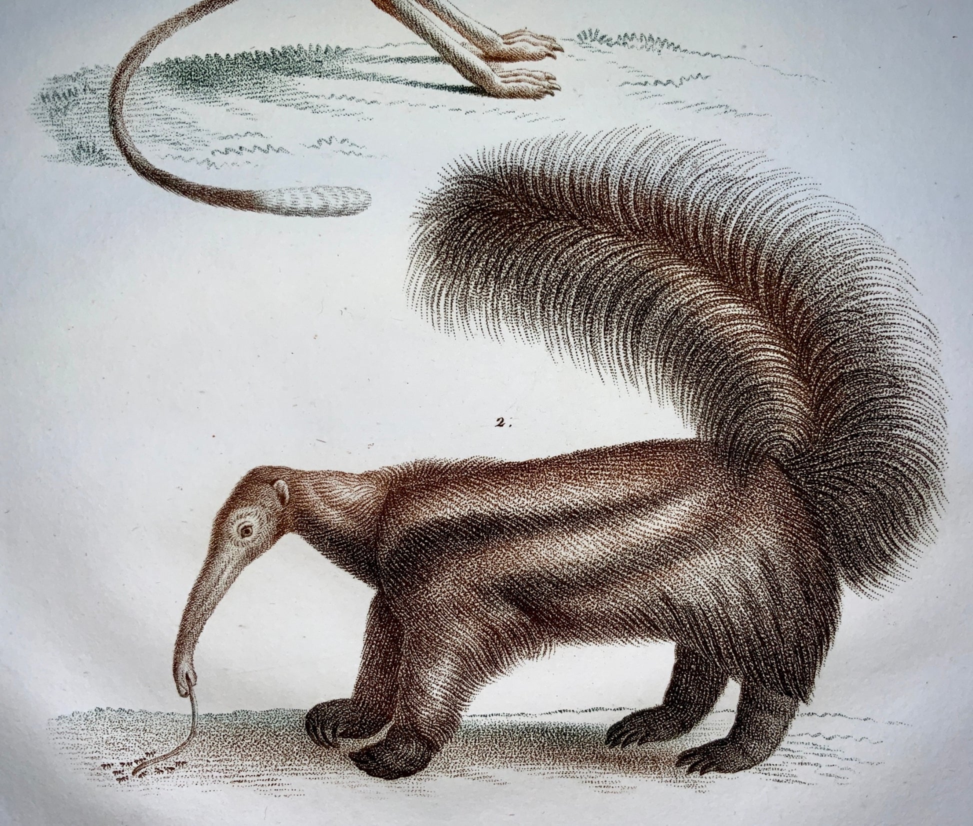 Jean Baptiste Huet [1745-1811] JERBOA ANTEATER Coloured stipple - Mammal