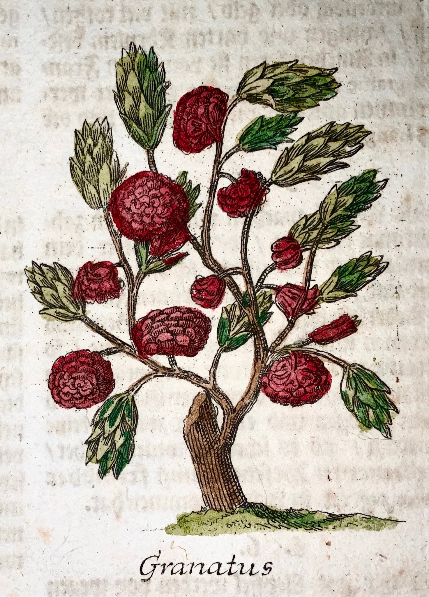 1704 Fruit: Balausta Pomegranate - M. Valentini (1657-1729) - copper engraving - Botany