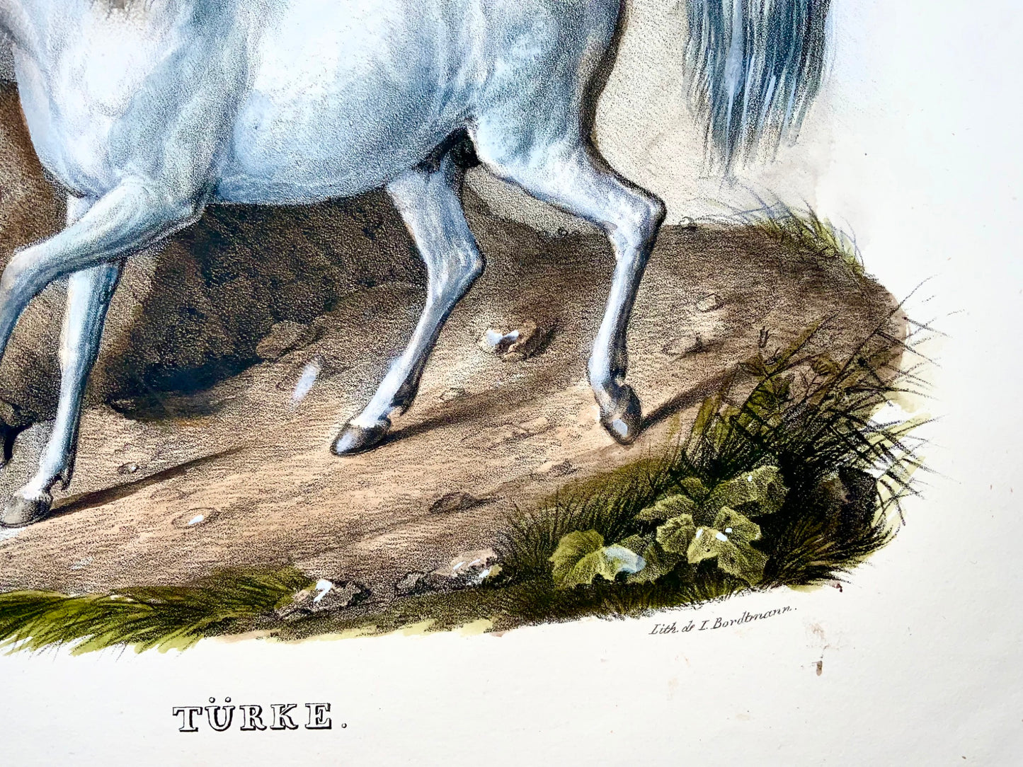 1824 Cavallo turco, Turkmene, KJ Brodtmann, colorato a mano, litografia in folio, mammifero