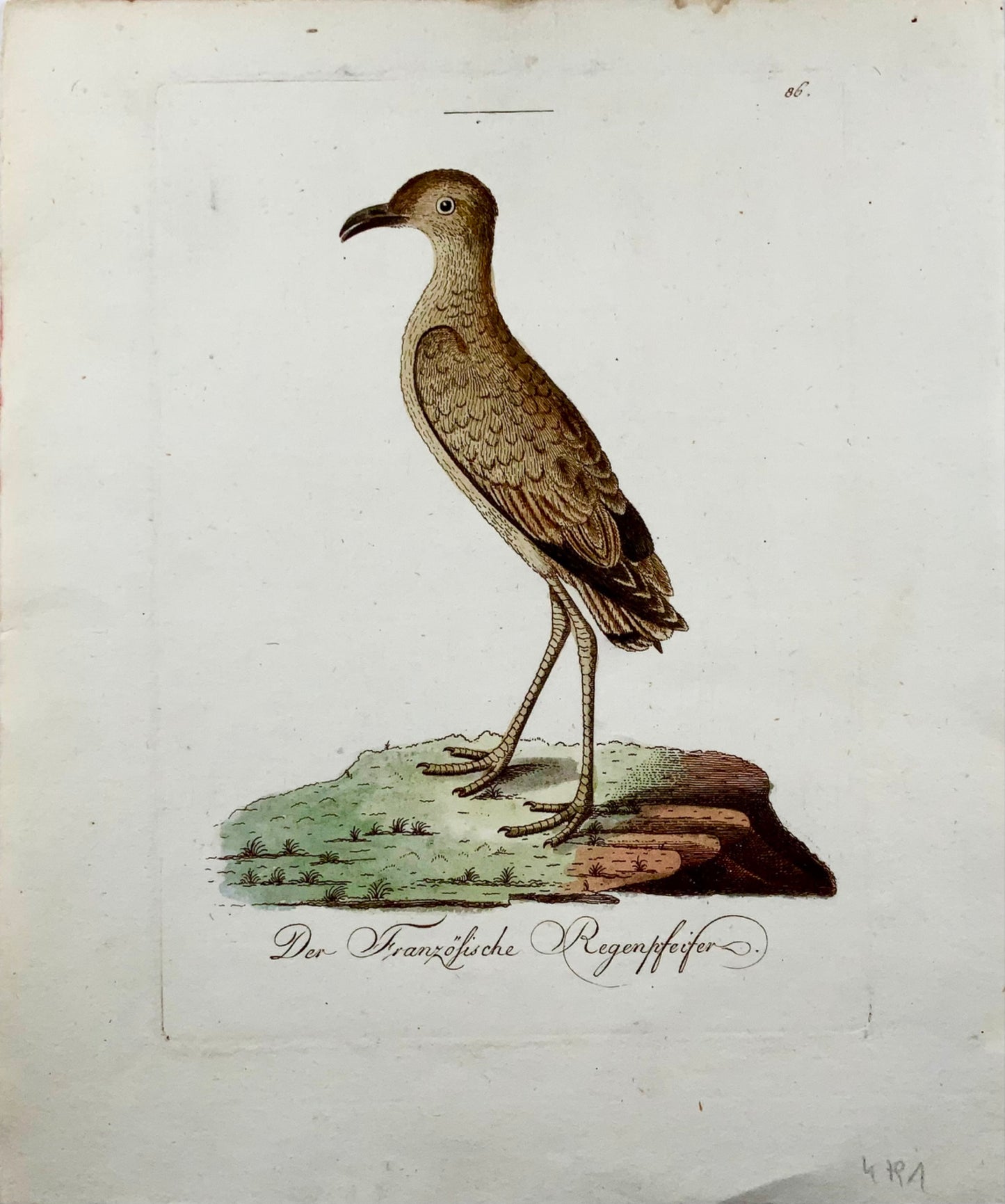 1793 John Latham, Plover, ornithology, rare quarto, hand col. copper engraving